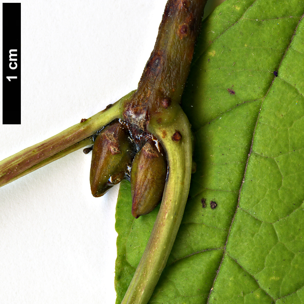 High resolution image: Family: Adoxaceae - Genus: Viburnum - Taxon: sargentii